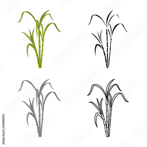 Isolated object of reeds and leaf sign. Web element of reeds and sugar stock vector illustration.