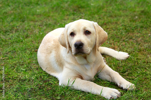 dog breed Labrador