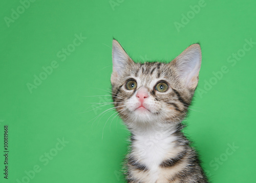 Portrait of and adorable white and gray tabby kitten looking above viewer to viewers left with curious expression. Green background with copy space