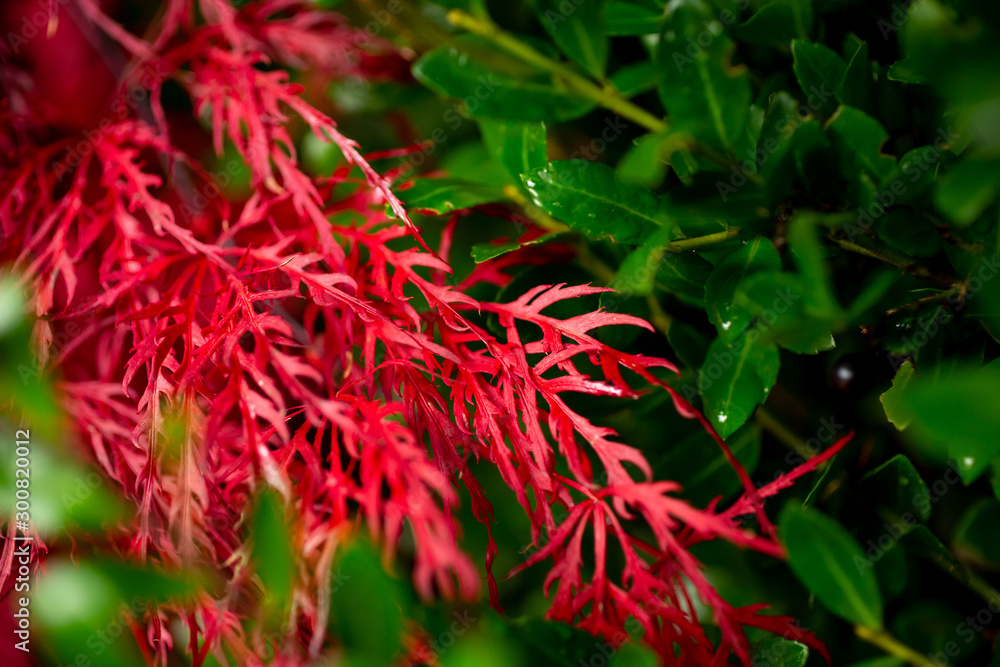 A closeup of fire maple bush branches against contrasting green shrub leaves A closeup of fire maple bush branches against contrasting green shrub leaves