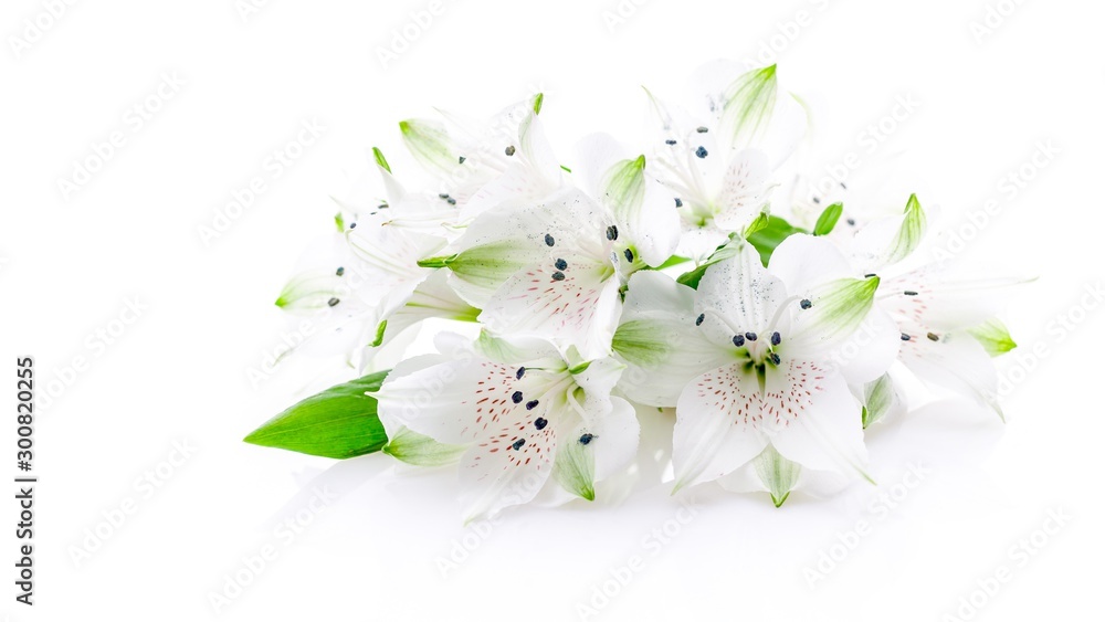 Beautiful white lily flowers on a white background. Isolated object. Web banner format