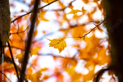 Focusing on a single autumn leaf in a tree.