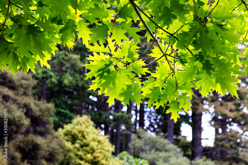 green maple leaves on tree branch greenery forest in beautiful nature spring time
