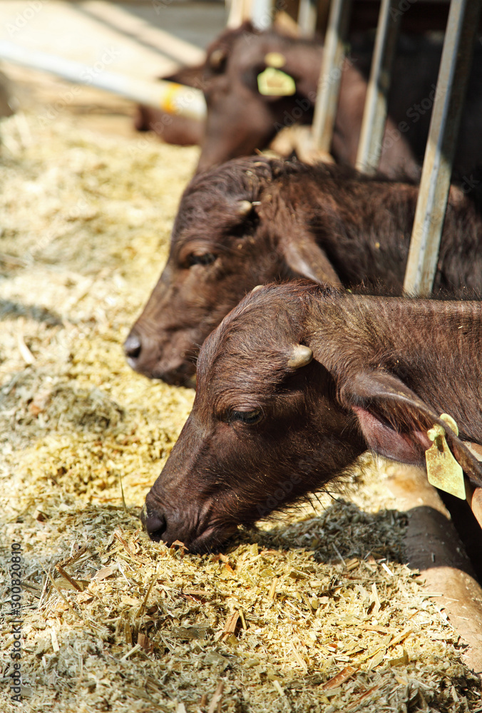 close up young murrah buffaloes in stable, buffaloes in a farm close up young murrah buffaloes in stable, buffaloes in a farm