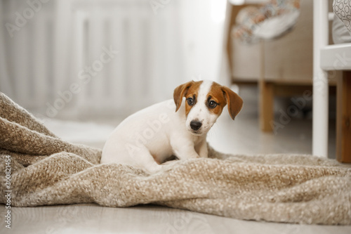 Cute sad puppy sitting on the blanket.