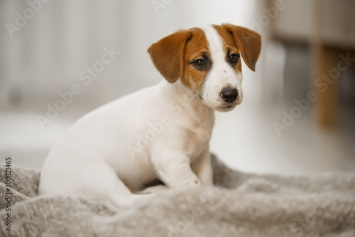 Cute sad puppy sitting on the blanket. © ulkas