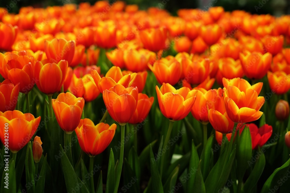 Beautiful blooming orange tulips in flower field. Beautiful blooming orange tulips in flower field.