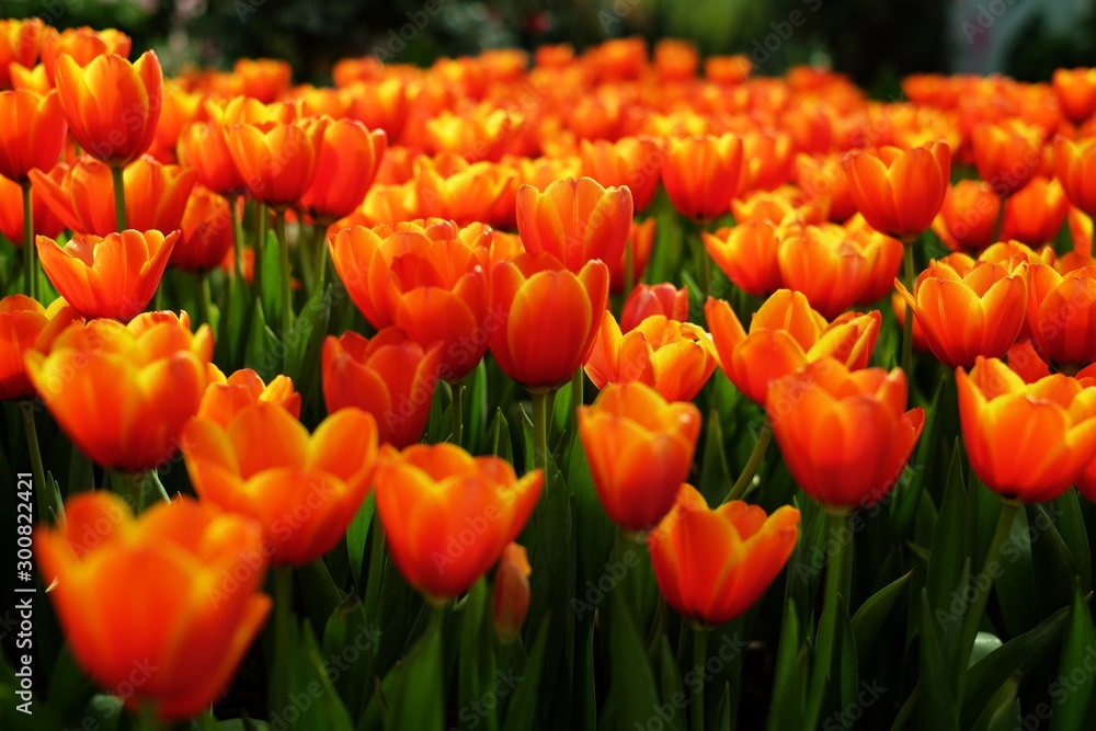 Beautiful blooming orange tulips in flower field.