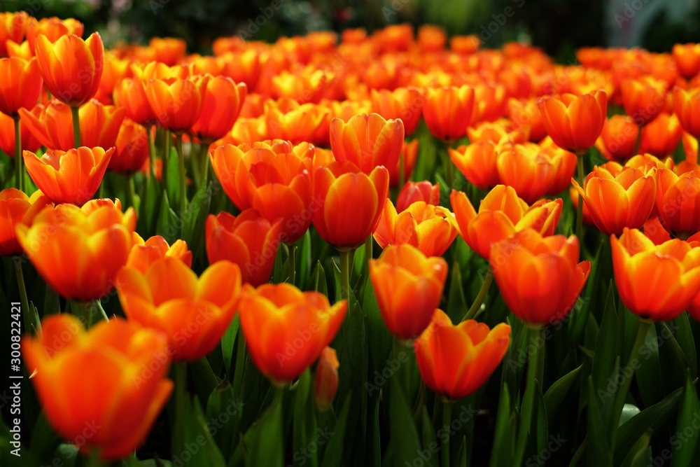 Beautiful blooming orange tulips in flower field. Beautiful blooming orange tulips in flower field.