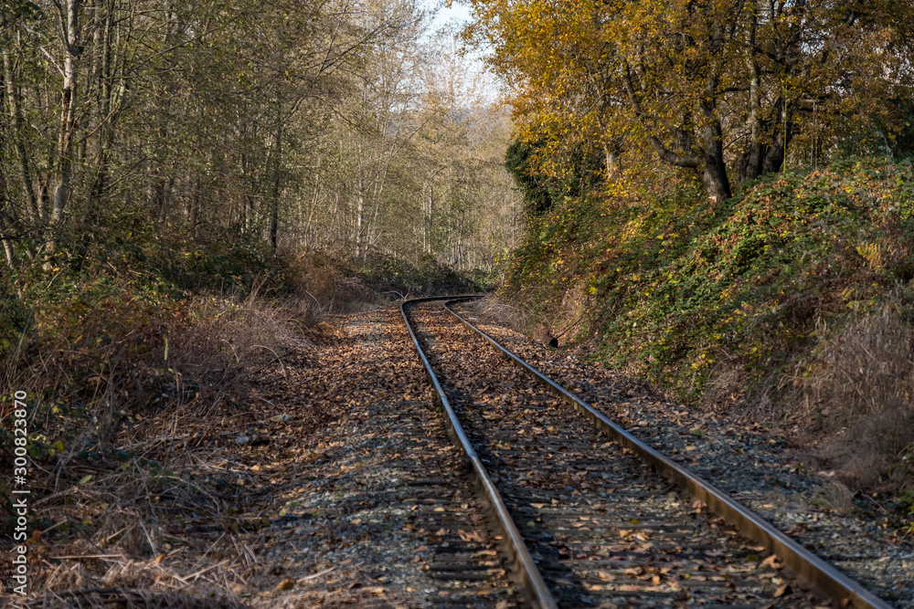 railway track covered by fall leaves near the park with trees and bushes on both side with beautiful autumn colour railway track covered by fall leaves near the park with trees and bushes on both side with beautiful autumn colour