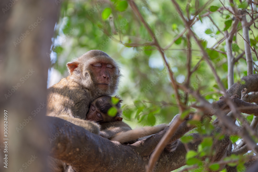 Monkey take a rest on the tree