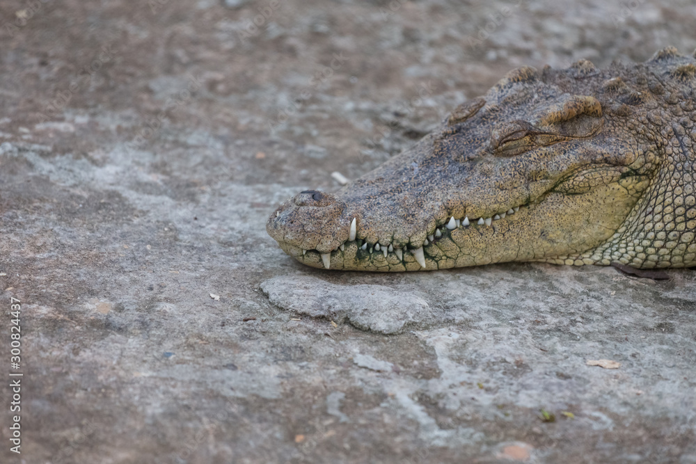 Obraz premium Close-up of Head crocodile