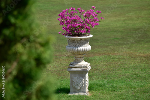  White flower pot Located on the lawn beautiful