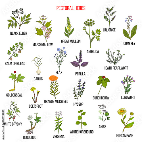 Set of pectoral herbs