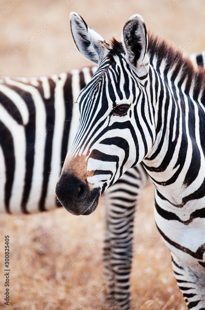 Naklejka premium Zebra head shot in golden grass field in Ngorongoro, Serengeti Tanzania Savanna forest