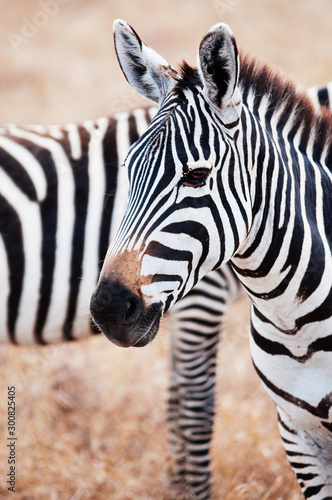 Zebra head shot in golden grass field in Ngorongoro  Serengeti Tanzania Savanna forest