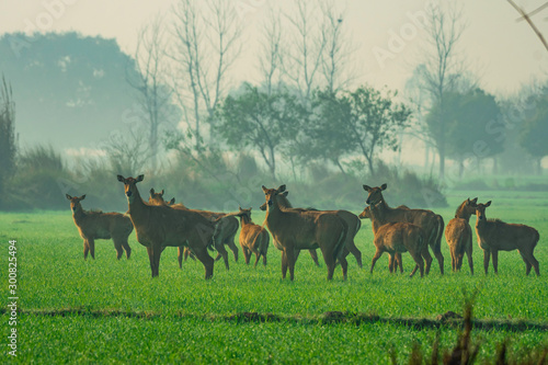 Blue Bulls © Tapan