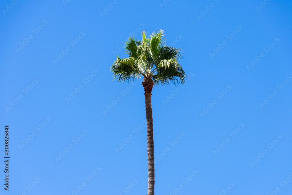 Fototapeta premium Talm tree on blue sky background.