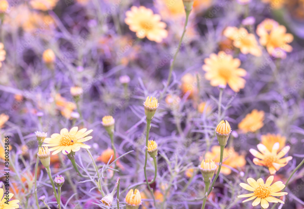 Obraz premium Beautiful flower fields