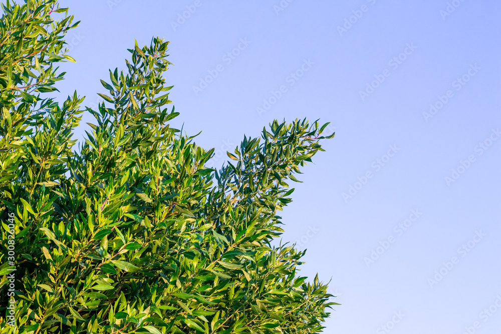 Green Bush, Green Leaves Against Blue Sky Green Bush, Green Leaves Against Blue Sky
