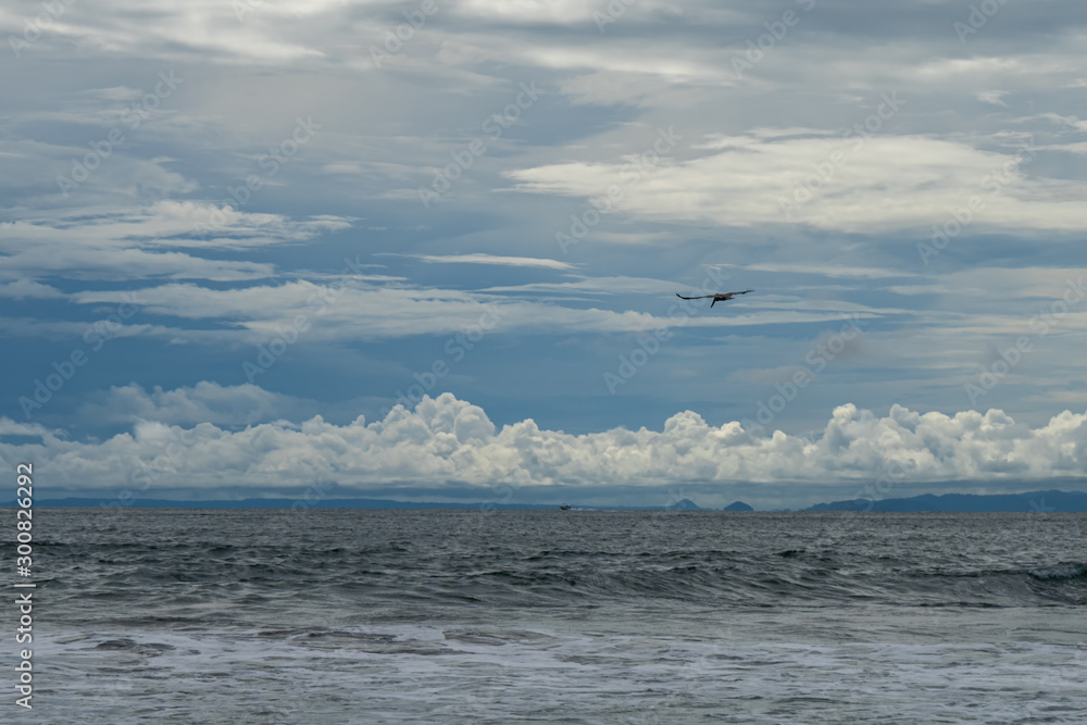 Beautiful Pelican flying and fishing in the beaches of Costa Rica