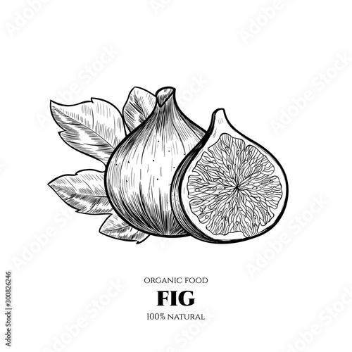 Vector background with figs. Hand drawn. Vintage style