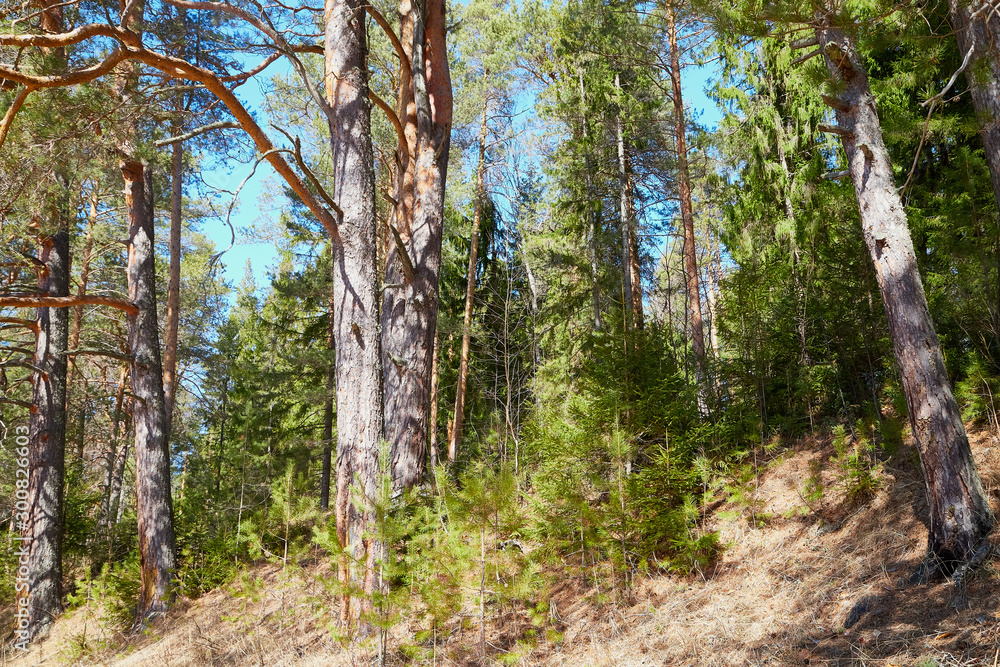 Fototapeta premium Pine forest in the beginning of spring under the snow. Winter landscape with trunk of pine trees in sunny day