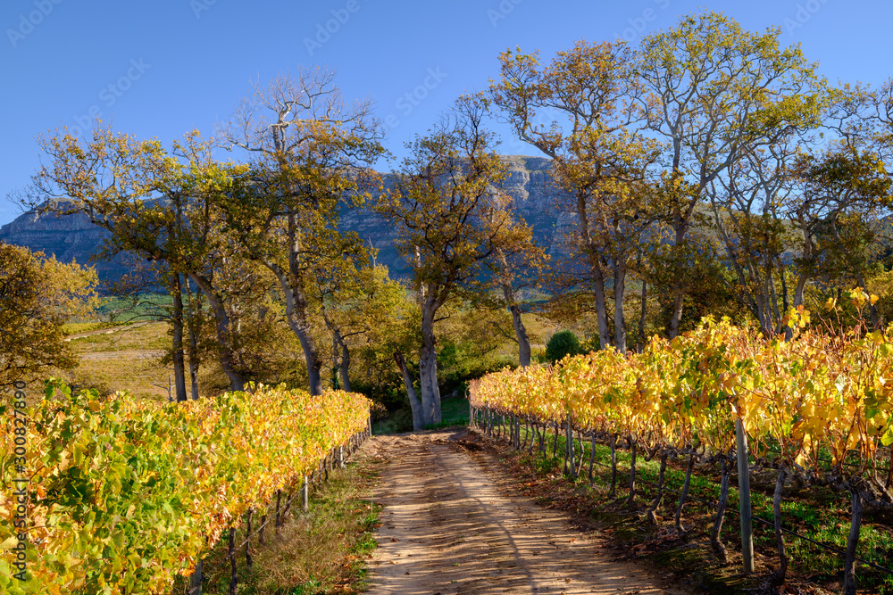 Naklejka premium Autumn vines and oak trees, beautiful fall colors in Cape Town vineyard.