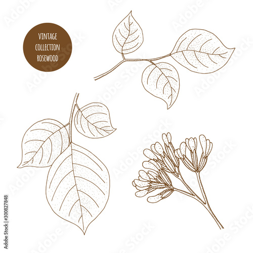 Rosewood. Vector hand drawn set of cosmetic herbs isolated on white background. Essential oils components illustration. Aromatherapy ingredients icons. Sketch collection of natural elements.