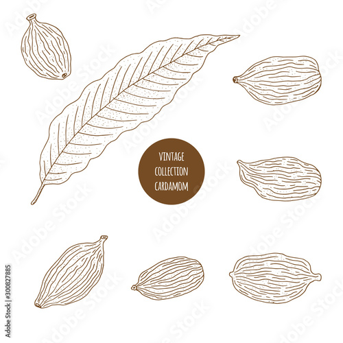 Cardamom. Vector hand drawn set of cosmetic herbs isolated on white background. Essential oils components illustration. Aromatherapy ingredients icons. Sketch collection of natural elements.