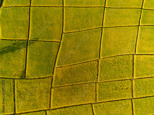 Above golden paddy field during harvest season. Beautiful field sown with agricultural crops and photographed from above. top view agricultural landscape areas the green and yellow rice fields.