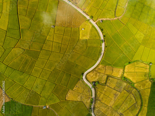 Fototapeta Naklejka Na Ścianę i Meble -  Above golden paddy field during harvest season. Beautiful field sown with agricultural crops and photographed from above. top view agricultural landscape areas the green and yellow rice fields.