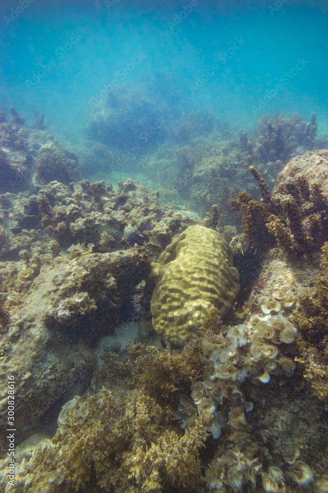 Fototapeta premium Indian Ocean Corals