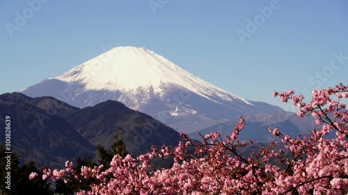 松田山から眺める富士山と河津桜