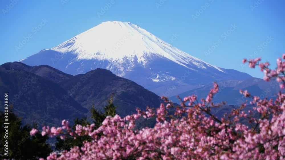 松田山から眺める富士山と河津桜 松田山から眺める富士山と河津桜