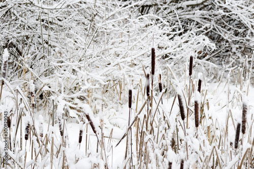 Dry reeds covered in snow on a winter day