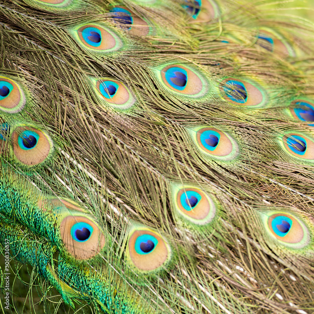Fototapeta premium Detailed close up of beautiful peacock feathers