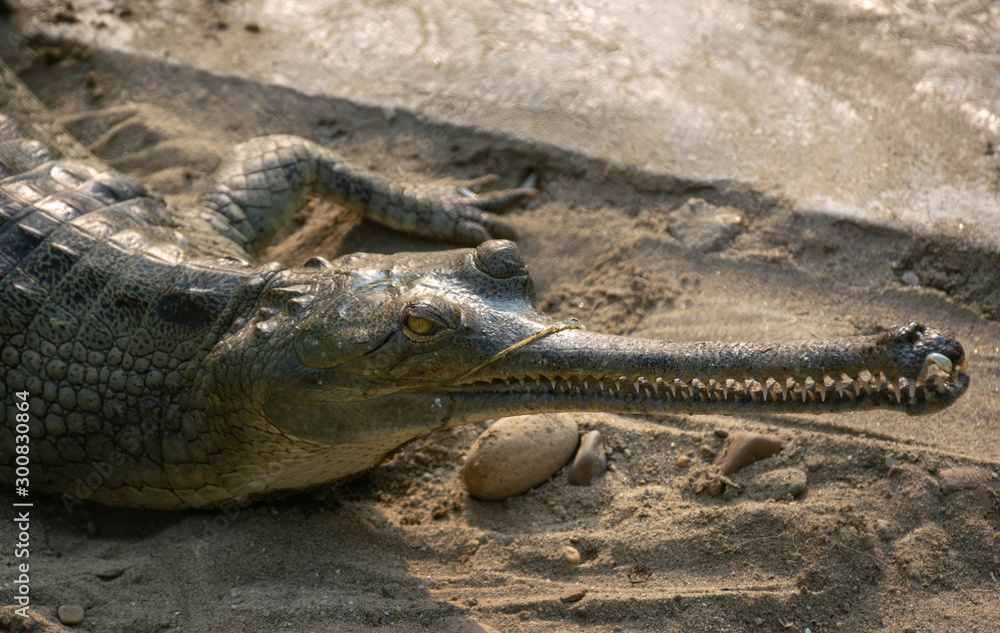Obraz premium gharial crocodile
