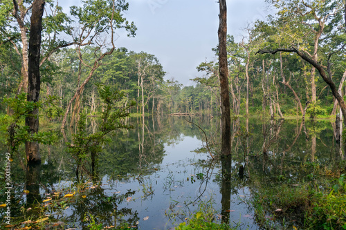 jungle reflection water