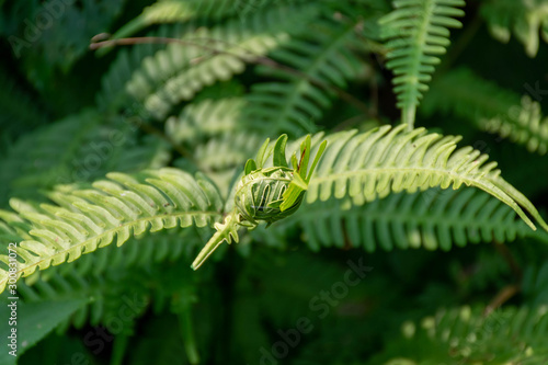leaf cocoon