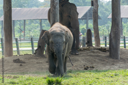 Elephant