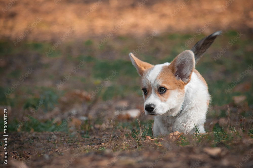 cute puppy welsh corgi pembroke breed in autumn fall park. Dog at green  grass with colorful leaves