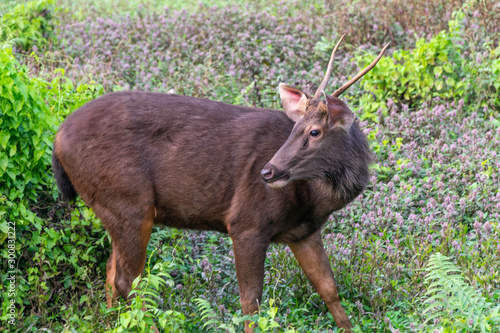 Dear in the wild