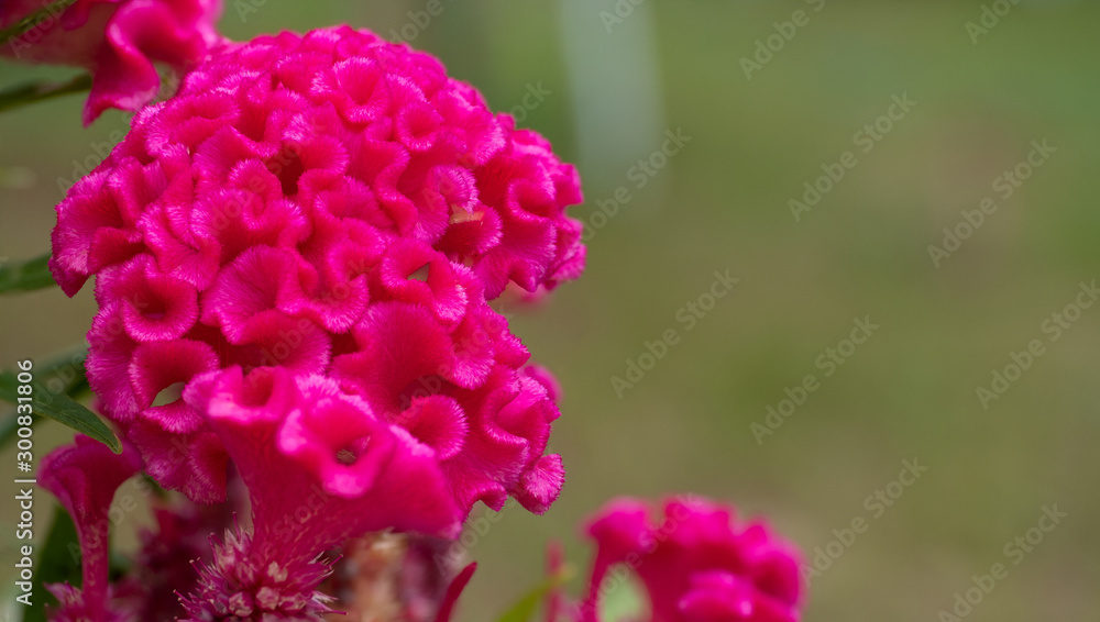 Pink flower with copy space blossom in summer and spring in the morning. Pink flower with copy space blossom in summer and spring in the morning.