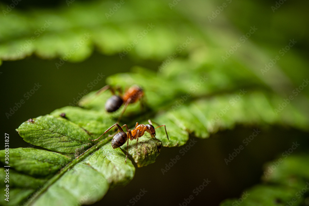 Closeup of red ant on a green leaf of fern