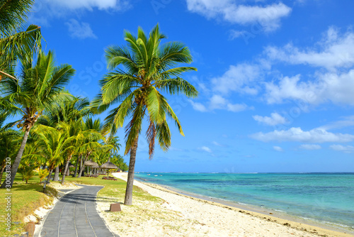 Fototapeta Naklejka Na Ścianę i Meble -  Coconut palm trees on tropical sandy beach of Mauritius island. Indian ocean.