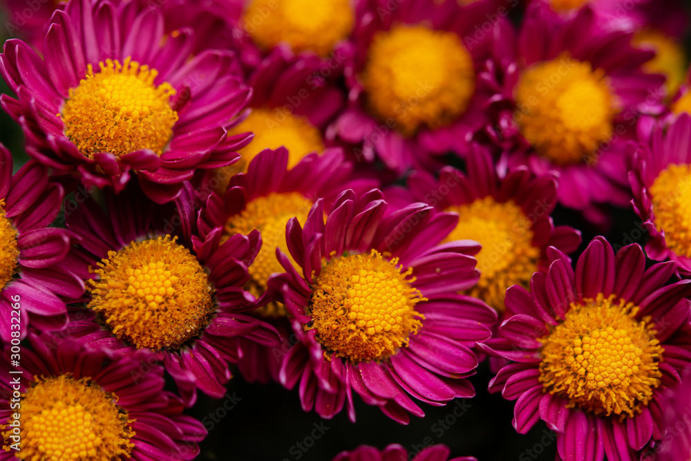 Crimson chrysanthemums close up in the garden Crimson chrysanthemums close up in the garden