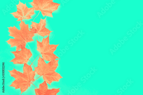 Autumn maple leaves.