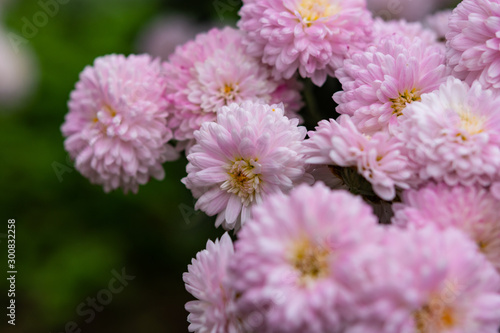 Pink chrysanthemums close up in the garden