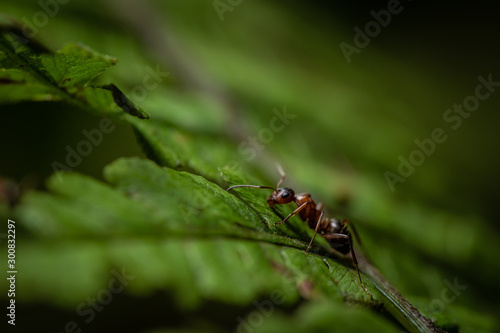 Closeup of red ant on a green leaf of fern © Artem Orlyanskiy